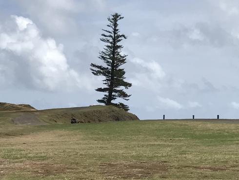 A pine - alone. Point Hunter