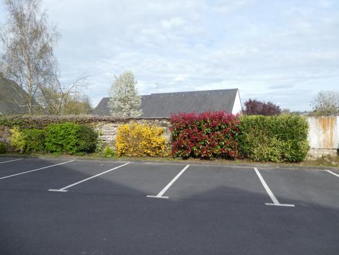 The Yellow gorse bush and other spring flowering shrubs in Bayeux