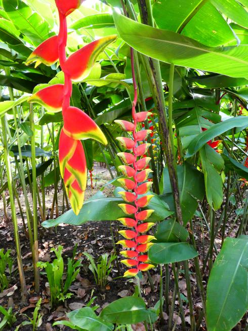 A good specimen of what is quite common in FNQ.