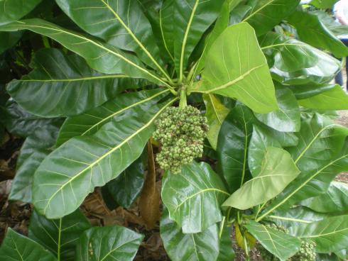 The large leaf Myrta which was nearly extinct and is still endengangered.