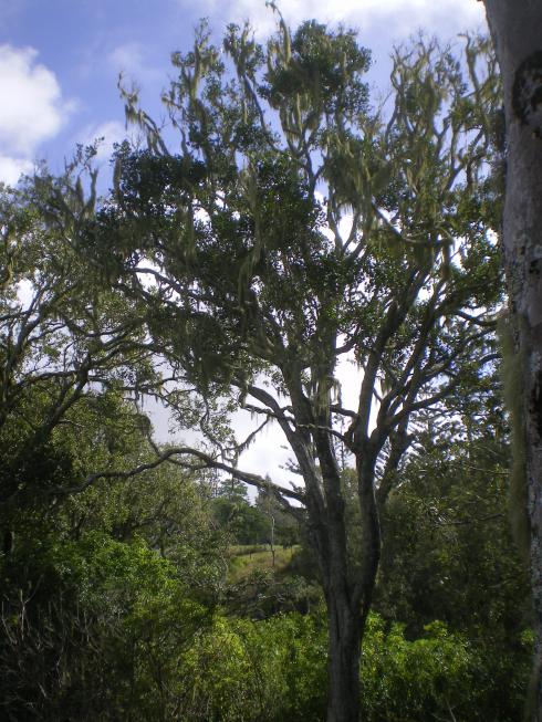 Supposedly healthy tree covered in lichen