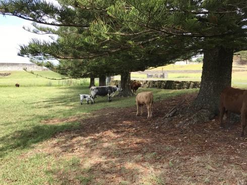 Unusual breed of white cattle that none of our tour guides could identify for us.